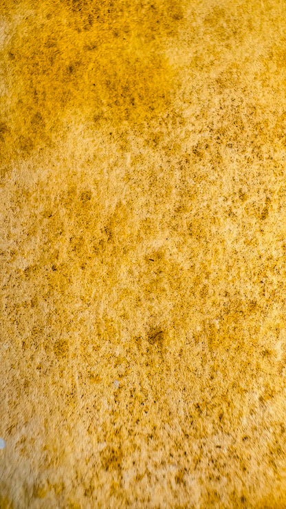 “Light Of Sardinia” -  Sunlit Gold - Halfpan
