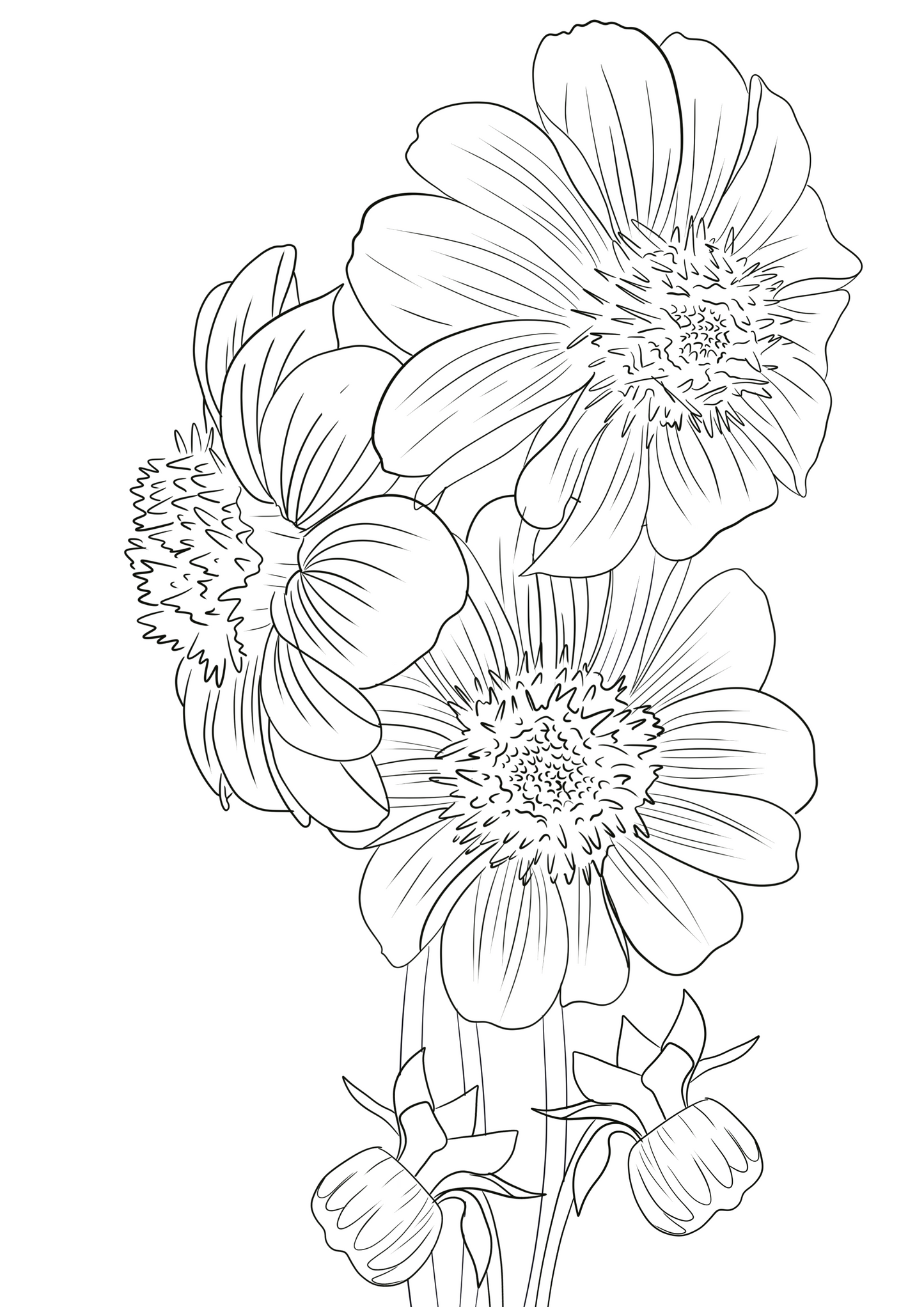 Dahlias coloring page - Digital Download