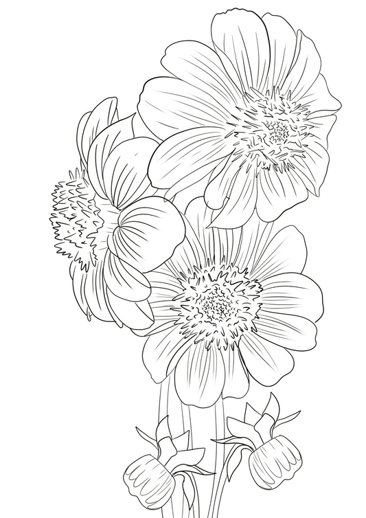 Dahlias coloring page - Digital Download